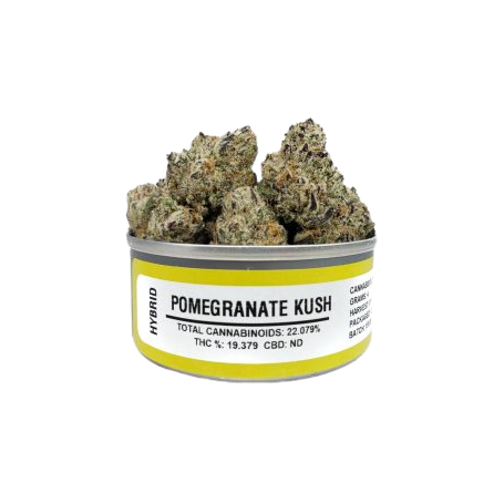4G Weed - Pomegranate Kush 19,37% THC in vendita: ibrido Indica di alta qualità