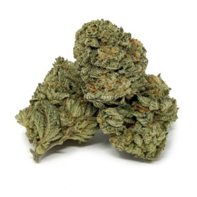 White Death AAA kopen: Krachtige Indica-soort met aardse, scherpe smaak.