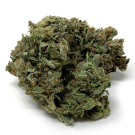 Tom Ford AAA - Den perfekta Indica-hybridsorten med en oemotståndlig