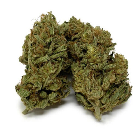 Citrus Haze AAAA: De perfecte sativa-dominante hybride soort om te kopen