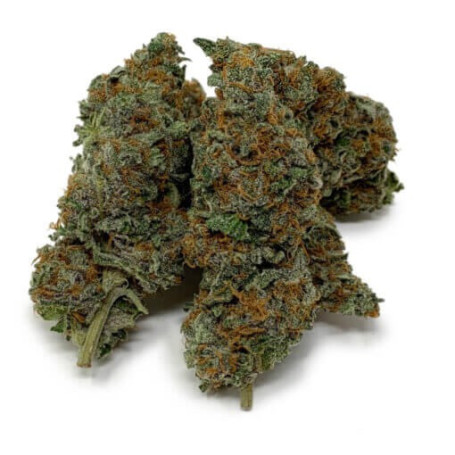 Tilaa Casey Jones AAA - korkeapotente Sativa-lajike verkosta THCwelta