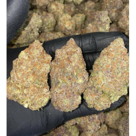 Cherry Kush - Rentouttava hybridilajike, joka antaa luovaa energiaa |