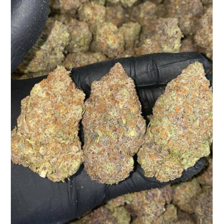 Weed Cherry Kush - Weed hybride relaxant avec une énergie créative.